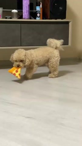 A light brown poodle dog is walking across a light-colored floor holding a stuffed pizza slice toy in its mouth. The dog is facing forward and its tail is curled up. In the background, there is a gray cabinet with some items on top of it, including bottles and what appears to be a speaker. As the video progresses, the dog approaches the camera. A hand enters the frame and gently takes the pizza toy from the dog's mouth. The dog looks up at the person. The video ends with the hand holding the toy in front of the dog's face.