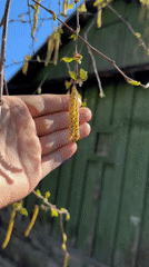 Spring birch tree documented in bloom in Biysk, Russia