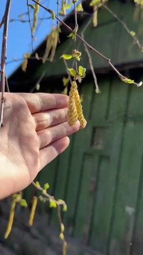Spring birch tree documented in bloom in Biysk, Russia