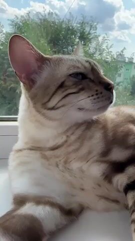 A close-up video shows a light-colored cat with tabby markings reclining on a windowsill. The cat's eyes are mostly closed and then open, revealing blue irises. In the background, a blurry green landscape with trees and a blue sky with white clouds is visible through the window. The light suggests it is daytime.