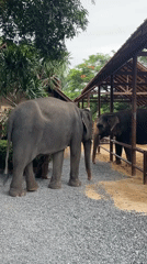 Up-close elephant feeding and interaction at Baan Thurian sanctuary