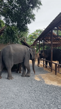 Up-close elephant feeding and interaction at Baan Thurian sanctuary