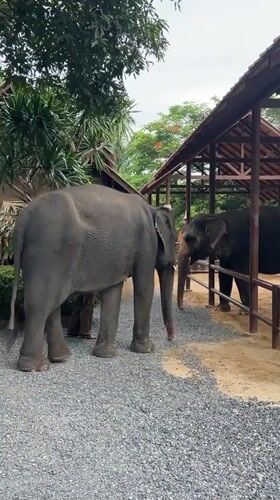 Up-close elephant feeding and interaction at Baan Thurian sanctuary