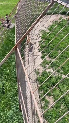 A tiger walks along a concrete path inside an outdoor enclosure, viewed from above and behind a metal fence. The enclosure features a central concrete path flanked by grassy areas. Another tiger is partially visible in the upper right background. Beyond the enclosure, to the left, a person, possibly a child, sits on a wooden bench in a grassy area, likely a visitor viewing area. The scene is brightly lit by the sun, casting shadows from the fence bars and the tiger. The video was filmed in Timofeevka, Russia.