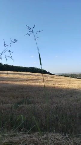 A low-angle video shows a golden wheat field under a clear blue sky. The field has been harvested, leaving stubble and straw on the ground. In the foreground, a tall stalk of grass with seed heads sways gently. The field slopes downwards towards a distant treeline and a small cluster of buildings, suggesting a rural landscape. The sunlight casts long shadows across the field, indicating it is either early morning or late afternoon.