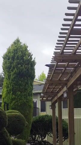 A bird lands on a wooden pergola. The pergola is made of wood and is elevated above the ground. There is a tall green tree to the left of the pergola. The sky is overcast.