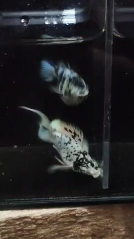 The video shows two marble colored fish swimming in a small tank. The fish are mostly white with black and gold markings. They are swimming close to each other and appear to be interacting. The tank is dark and there is a clear divider in the middle of the tank. The water is clear. The bottom of the tank is covered with a wood-like material.