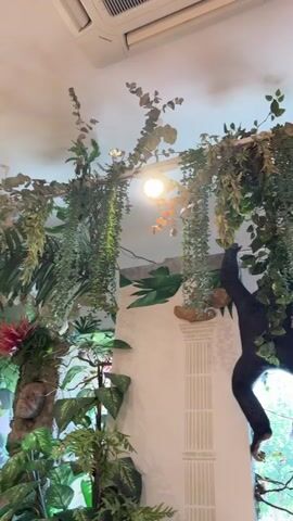 The media file depicts an indoor jungle-themed installation. Hanging from the ceiling are artificial vines and foliage, creating a dense canopy. A black primate figure, resembling a gorilla, is suspended from the vines, appearing to swing through the greenery. Various artificial birds, including brightly colored macaws and an ostrich, are strategically placed throughout the scene, adding to the jungle ambiance. Some of the birds are in flight, while others are perched.

The setting appears to be a commercial or entertainment venue, possibly a restaurant, bar, or theme park, given the elaborate and decorative nature of the installation. The lighting suggests it could be daytime or evening, with artificial lights supplementing natural light coming from what appears to be windows in the background. The overall impression is one of an immersive and whimsical environment designed to evoke a tropical jungle. There is no visible text in the media file. The activity is static; the figures and plants are arranged as a display. The scene aims to create a sense of adventure and fantasy.