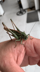 Close-up look at a green grasshopper perched on a hand in Kropotkin