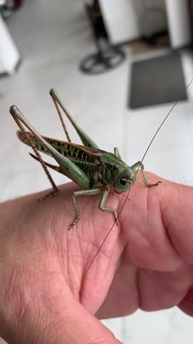 Close-up look at a green grasshopper perched on a hand in Kropotkin