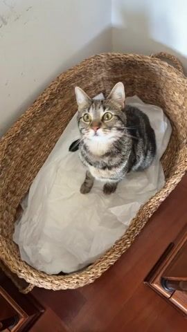 A tabby cat sits in a wicker basket lined with white paper. The cat looks up and to the left. The camera zooms in slightly on the cat.