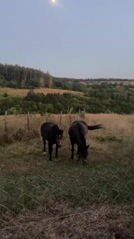 The video shows two dark-colored horses standing in a grassy field with a fence in the foreground and a wooded hillside in the background. The sky is overcast and appears to be dusk. One horse on the left is facing the camera and standing still, while the horse on the right is facing away from the camera and grazing. The horses appear to be wearing bridles. The field is dry and overgrown with tall grass and some weeds. There is a wooden fence running horizontally across the middle of the frame, separating the horses from the foreground. The background consists of a dense forest with a clear sky above. The overall scene suggests a rural, pastoral setting.