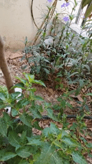 Street cats and kittens roaming a Konyaaltı neighborhood one morning