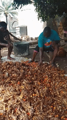 Group processes palm fruit outdoors in collaborative sorting activity