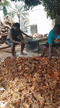 Group processes palm fruit outdoors in collaborative sorting activity