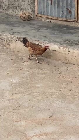 A single brown chicken is walking on a cracked concrete surface. The chicken is facing towards the left side of the frame, and pecking at the ground. Behind the chicken is a low concrete barrier with cracks in it, and a wall. There is a window with metal bars covering it above the wall. There is a rock in the upper left of the frame. The lighting is dim and even.