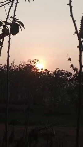 The video shows a sunset behind a dense line of trees. The sun is a bright orb peeking through the leaves, casting a warm glow on the sky. The foreground is dark, with the silhouettes of two thin trees framing the scene. The overall impression is one of peaceful tranquility as the day comes to a close.