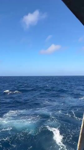 The video shows a view from a boat on the ocean. The water is dark blue with whitecaps. The sky is bright blue with a few scattered white clouds. In the distance, there appears to be a pod of marine animals breaking the surface of the water. The camera is moving, suggesting the boat is in motion.