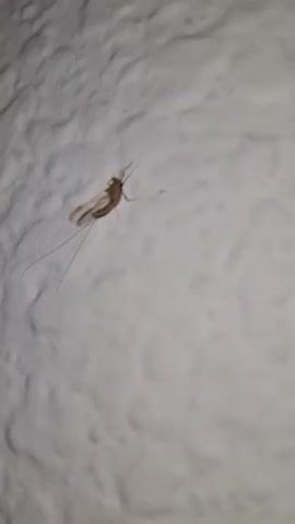 A small, tan insect with visible wings and long antennae is clinging to a textured, white surface. The camera gradually goes out of focus, obscuring the insect's details and rendering it a blurry shape.