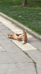 Morning street life captured in Esenyurt: cats, pedestrian, traffic
