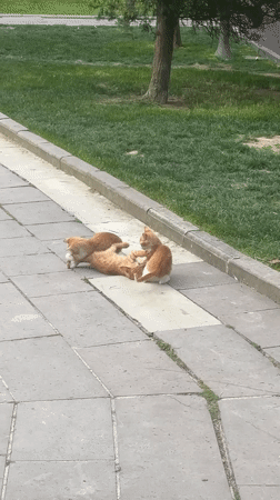 Morning street life captured in Esenyurt: cats, pedestrian, traffic