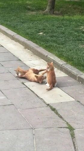 Morning street life captured in Esenyurt: cats, pedestrian, traffic