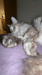 Cats lounge on purple surfaces during evening hours