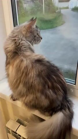 The video opens with a close-up of a long-haired cat sitting on a windowsill, looking out a window. The cat is predominantly grey and brown with some darker stripes and a bushy tail. Beyond the cat, the window reveals an outdoor scene. The camera then pans to the right, showing a close-up of the window frame and a glimpse of the blurry outdoor environment. The scene outside the window appears to be a rural or semi-rural area with a road, grass, trees, and some simple buildings or structures. The video continues to pan and zoom out, showing more of the outdoor environment. There are a few small buildings, some trees and vegetation, and a road or pathway. The sky above is visible, and it appears to be twilight or dusk, with a colorful sunset featuring pink and orange hues. The overall environment seems to be a quiet, possibly rural setting.