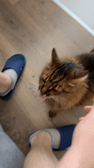 Street scenes and a curious cat, Kyiv morning