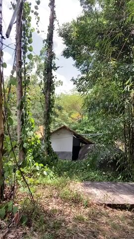 A young woman with long, wavy brown hair, wearing a tan string bikini top and loose black pants, stands in a wooded area. She is facing away from the camera, looking towards a small, dilapidated white building with a dark, sloping roof. Lush green foliage and trees surround the scene, with a wooden path visible in the foreground. The woman briefly touches her hair and then begins to walk towards the building.