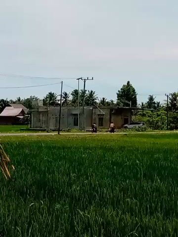 The video shows a rural scene with a large field of green crops in the foreground. In the middle ground, there is a road with several motorcycles riding on it. Behind the road, there is a partially constructed building, some trees, and utility poles. In the background, a minaret of a mosque is visible, along with more trees and a light-colored sky. The overall impression is a bright, sunny day in a somewhat undeveloped area.