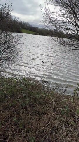 The video shows a lake on a cloudy day. Two ducks are swimming on the water. The camera angle is from the shore, with bushes and bare trees in the foreground. The opposite shore has a grassy hill and some trees. The wind is making ripples on the water.