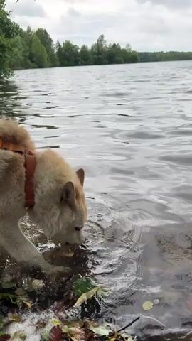 A dog wearing an orange harness is standing at the edge of a body of water. The dog's mouth is open as it appears to be drinking or splashing in the water. The water is rippling, and the background shows trees and a cloudy sky. The ground at the edge of the water is covered in leaves and dirt.