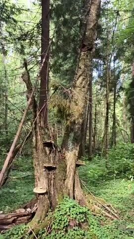 The video shows a close-up of a tree trunk in a forest. The tree is old and has several shelves of fungi growing on it. The trunk is split in two, and there are branches reaching out from the top. The forest floor is covered in green clover. The camera slowly pans up the trunk of the tree, highlighting the fungi and the texture of the bark.