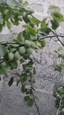 Zovuni, Armenia