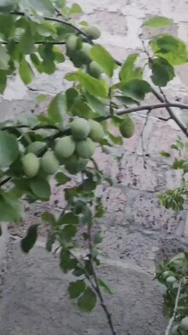 A video taken outdoors shows a close-up view of a plum tree branch laden with many unripe green plums. The branch is positioned in front of a textured wall constructed from grey cement and visible bricks. The leaves of the plum tree are a vibrant green, and the plums are clustered together, some hanging lower than others. The lighting suggests an overcast day. There are no people visible in the video.
