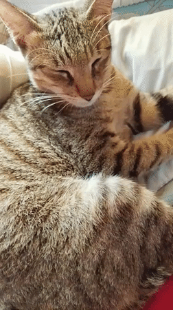 Cats, sketches, and garden plants at a Kiblawan home