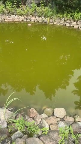 The video shows a close-up, slightly overhead view of a pond with murky green water. The pond is bordered by stones and some greenery. Reflections of trees and foliage are visible on the surface of the water. There are some ripples on the water's surface, suggesting movement beneath or possibly rain. A few blades of grass are protruding from the water near the edge. In the left-center of the frame, a dark, elongated object, possibly a log or a submerged creature, is visible just below the surface of the water.