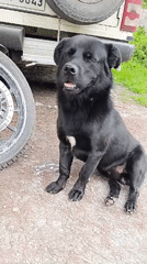 Black dog resting beside parked vehicles on a gravel road