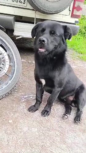 Black dog resting beside parked vehicles on a gravel road