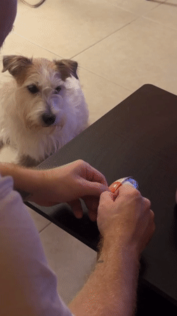Dog intensely watches a Kinder Egg being unwrapped in Tel Aviv