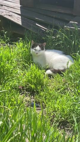 The video shows a black and white cat lying in a patch of bright green grass. The cat is positioned in the center of the frame, eyes mostly closed. Behind the cat, a wooden pallet rests. The sunlight is strong, creating sharp shadows on the grass.