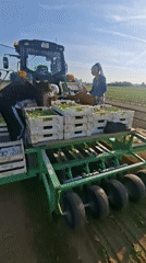 Dawn crop harvest underway in Bulgarian agricultural field