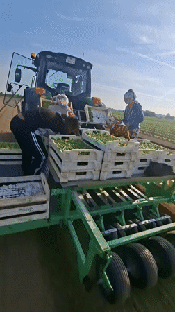 Dawn crop harvest underway in Bulgarian agricultural field