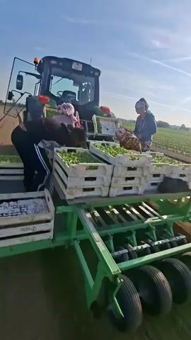 The video shows agricultural workers harvesting crops in a field. The workers are standing on the back of a green piece of equipment with wheels that is attached to a tractor. They are packing the harvested crops into white crates which are stacked on the equipment.  The tractor is moving slowly through the field, which is planted with rows of crops. The sky is blue with some clouds and the sun is shining. The background features a landscape with flat fields.