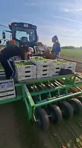 Dawn crop harvest underway in Bulgarian agricultural field