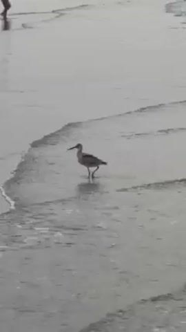 The video shows a shorebird standing on a sandy beach at the edge of the water. The bird is gray with a long, slightly curved beak. Gentle waves are visible lapping onto the shore. In the distance, a person is wading in the water. The overall scene has a subdued, overcast quality due to the muted lighting.