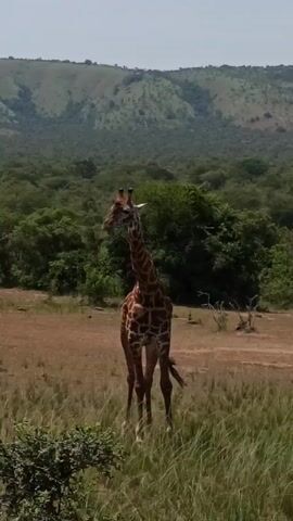 A giraffe stands in a grassy field, its body facing forward, head turned slightly to its left, with a backdrop of green hills and scattered trees. The sky is visible and appears pale. The giraffe's tail is visible, and it flickers slightly. The ground consists of dry, brownish grass and patches of bare earth. A small, leafy bush is visible in the lower left corner of the frame. The scene is generally bright and well-lit.