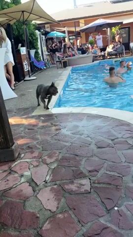 A French bulldog stands at the edge of a swimming pool. Several people are in the pool, some playing with a volleyball. Others are sitting on lounge chairs around the pool. The scene appears to be a sunny day at a resort or private establishment.