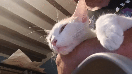 Kitten sleeps peacefully in person's arms in Viadana
